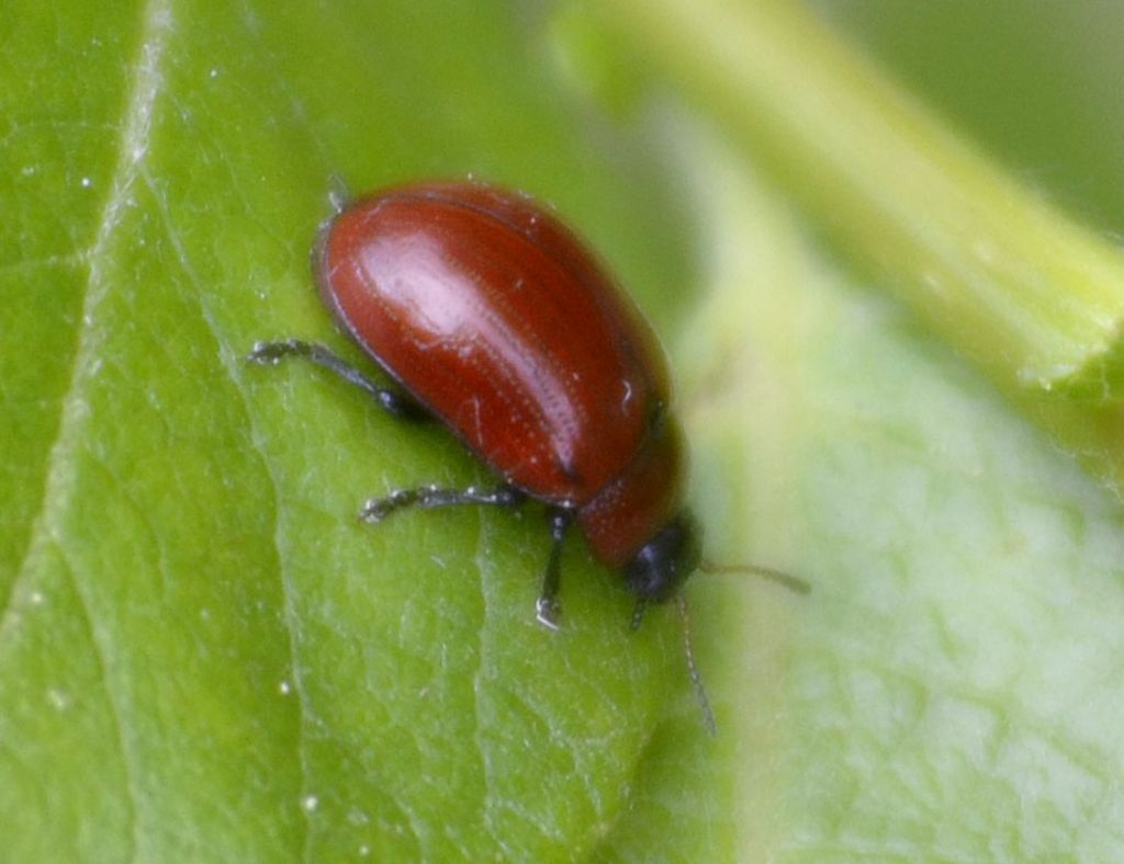 Gonioctena viminalis, Chrysomelidae